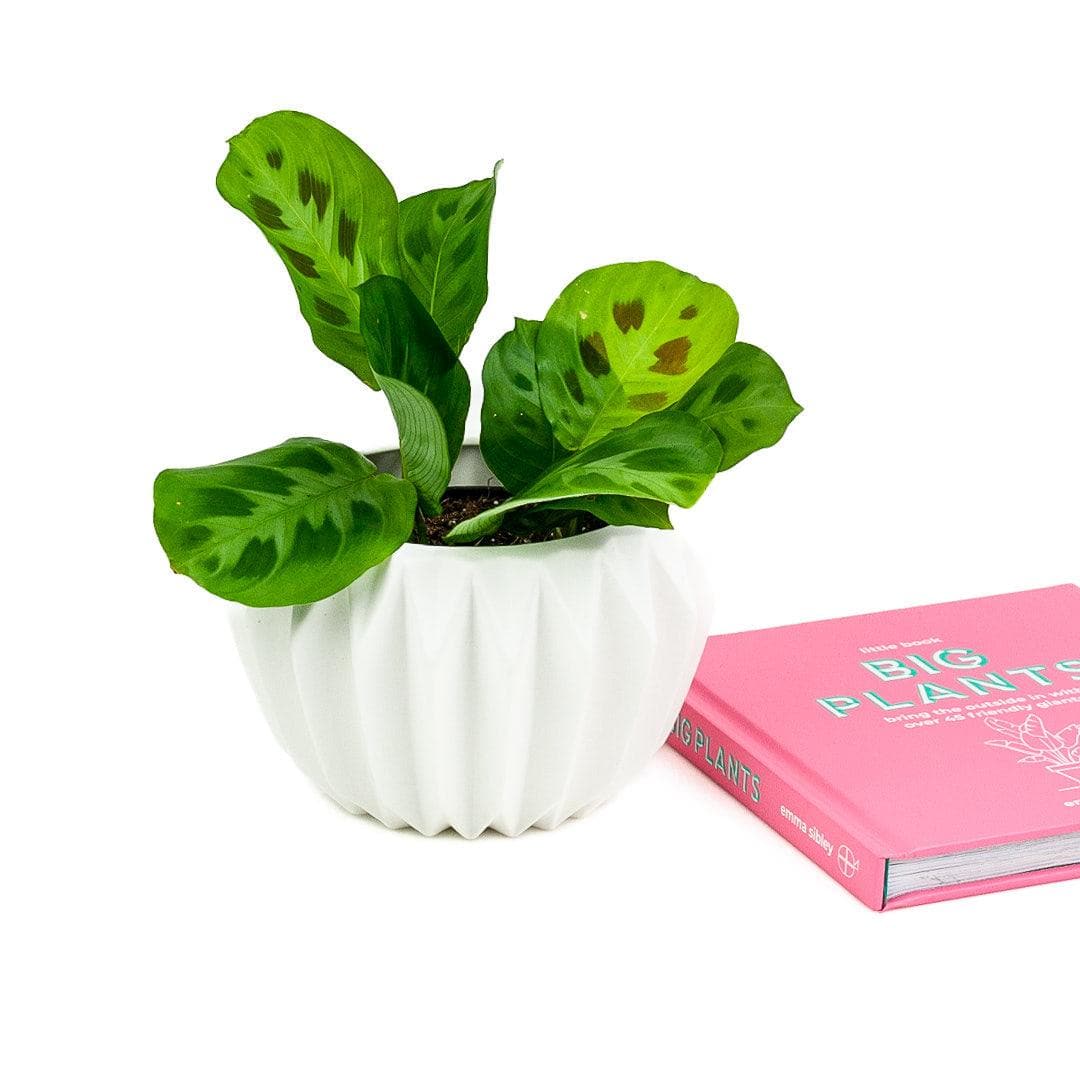 Little Book of Big Plants - Green Fresh Florals + Plants