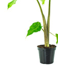 Low Rider Alocasia - Green Fresh Florals + Plants