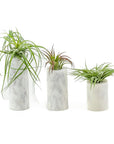 Marble Air Plant Trio - Green Fresh Florals + Plants