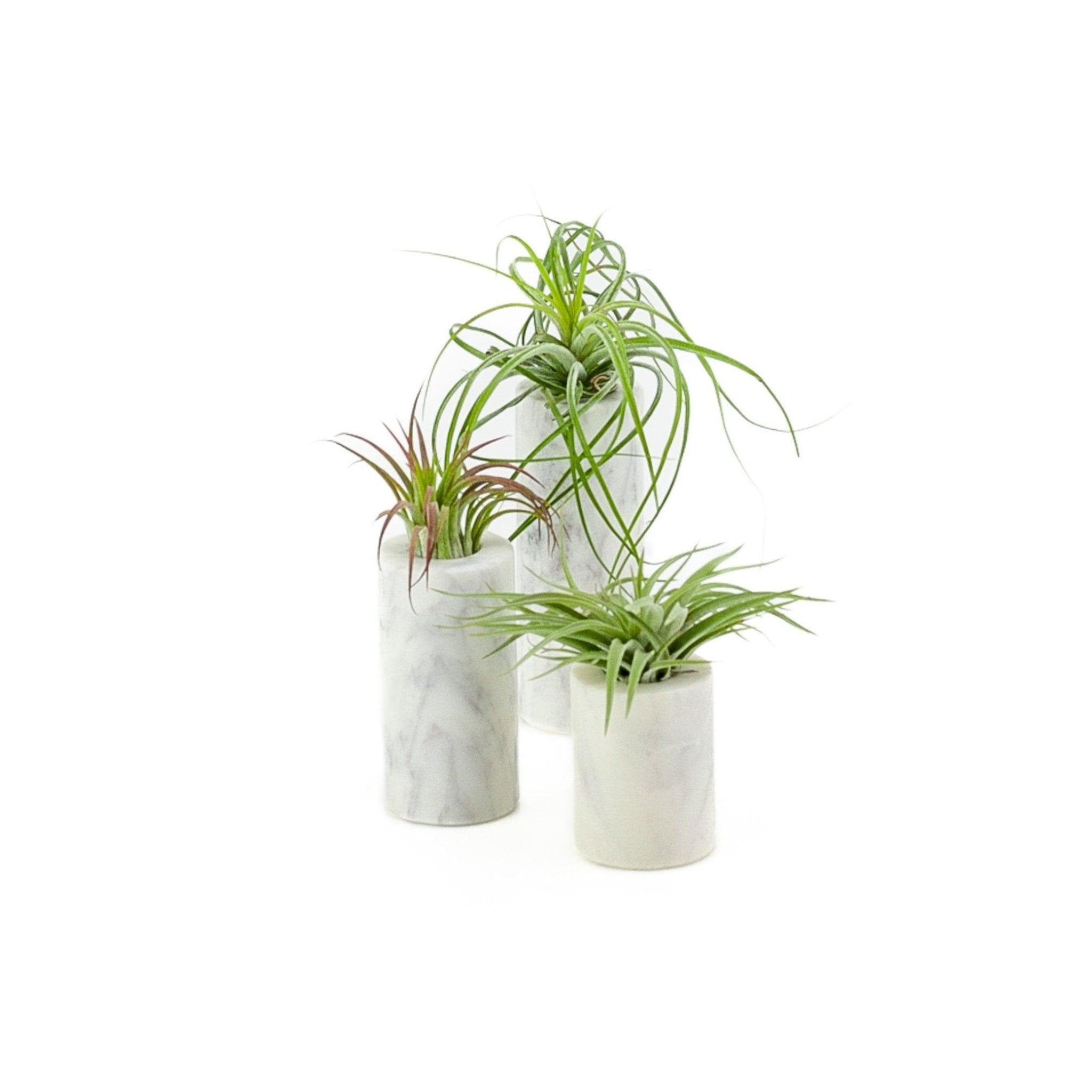 Marble Air Plant Trio - Green Fresh Florals + Plants