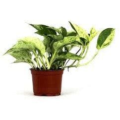 Marble Queen Pothos - Green Fresh Florals + Plants