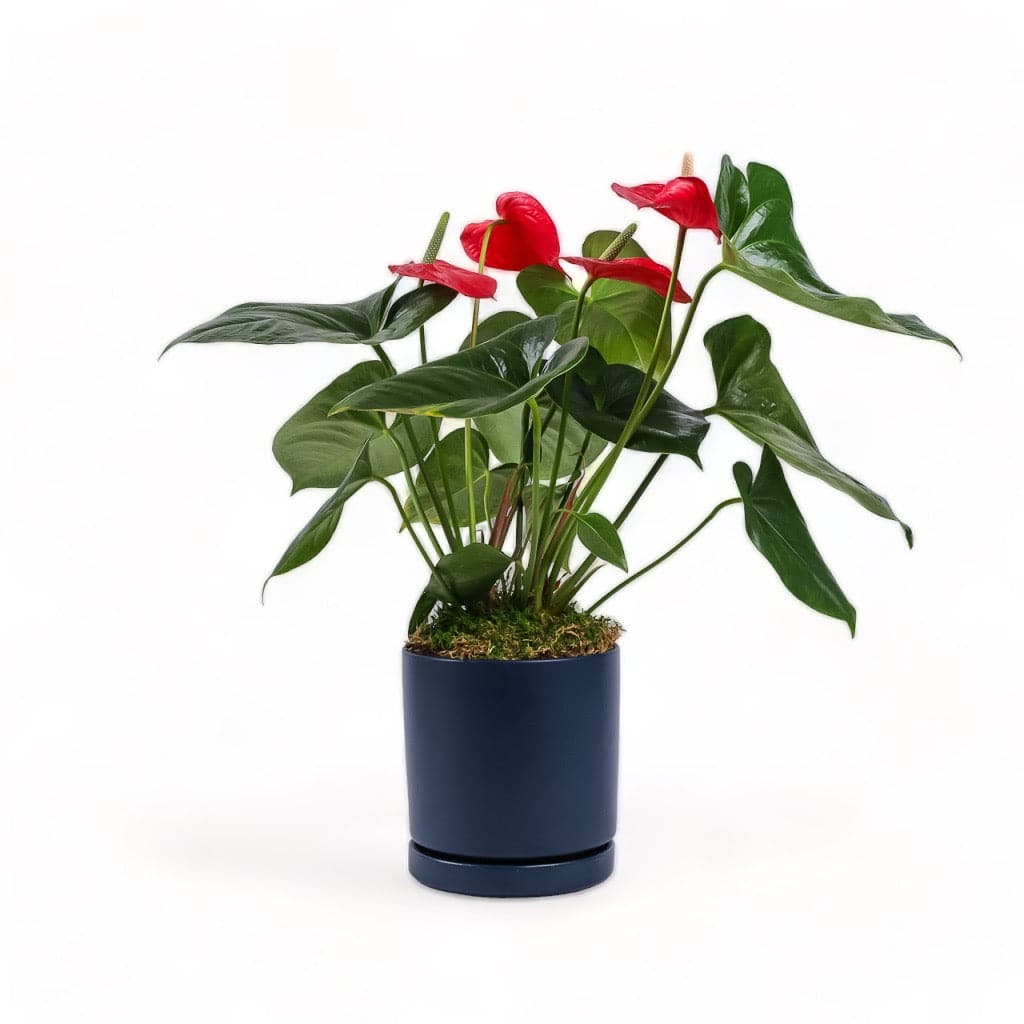 Medium Gemstone Potted Anthurium - Green Fresh Florals + Plants