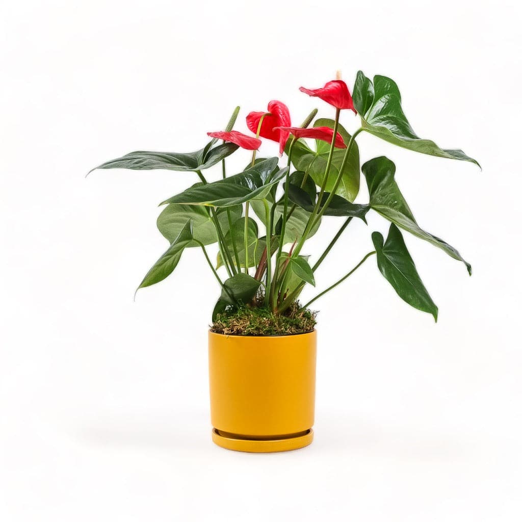Medium Gemstone Potted Anthurium - Green Fresh Florals + Plants