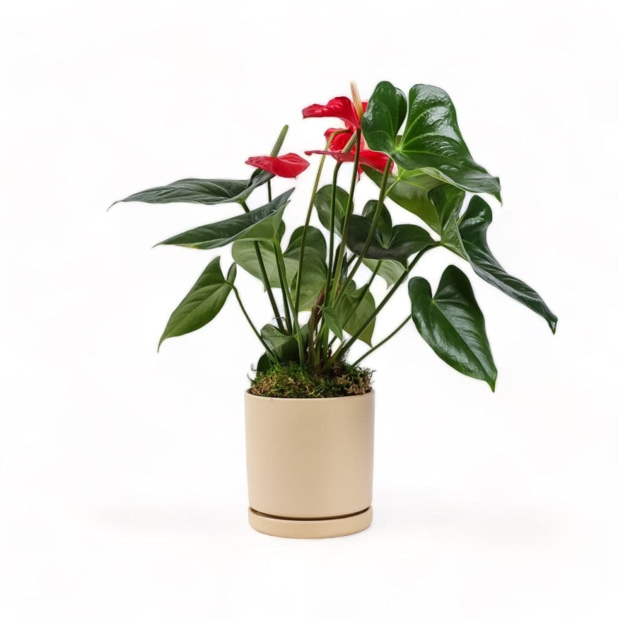 Medium Gemstone Potted Anthurium - Green Fresh Florals + Plants