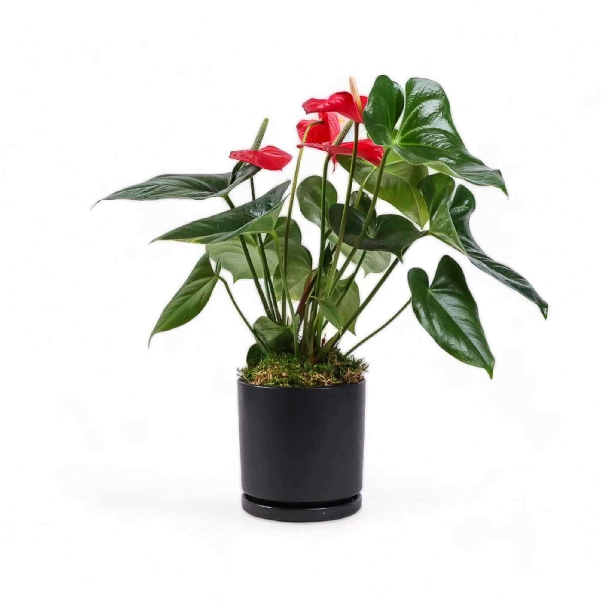 Medium Gemstone Potted Anthurium - Green Fresh Florals + Plants