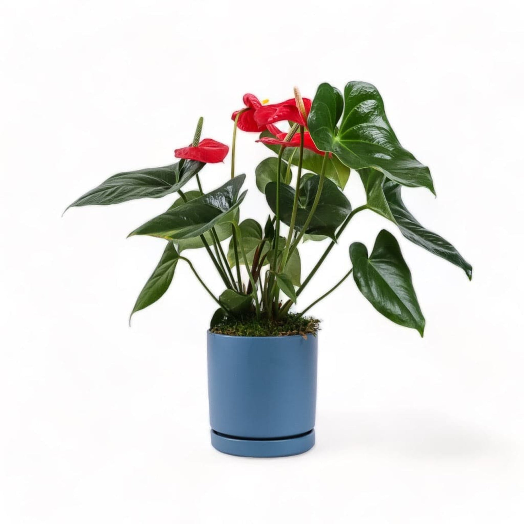 Medium Gemstone Potted Anthurium - Green Fresh Florals + Plants