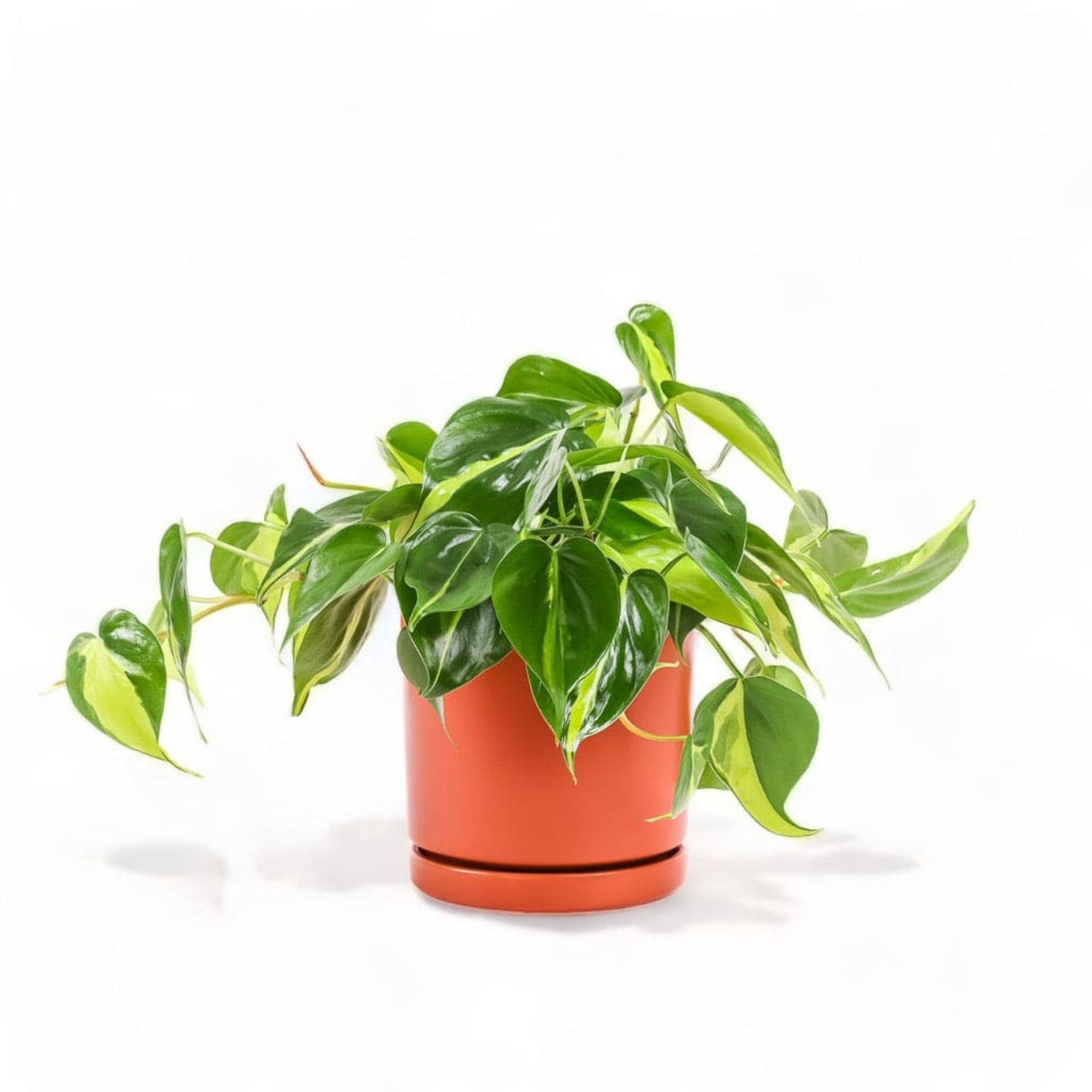 Medium Gemstone Potted Brasil Philodendron - Green Fresh Florals + Plants