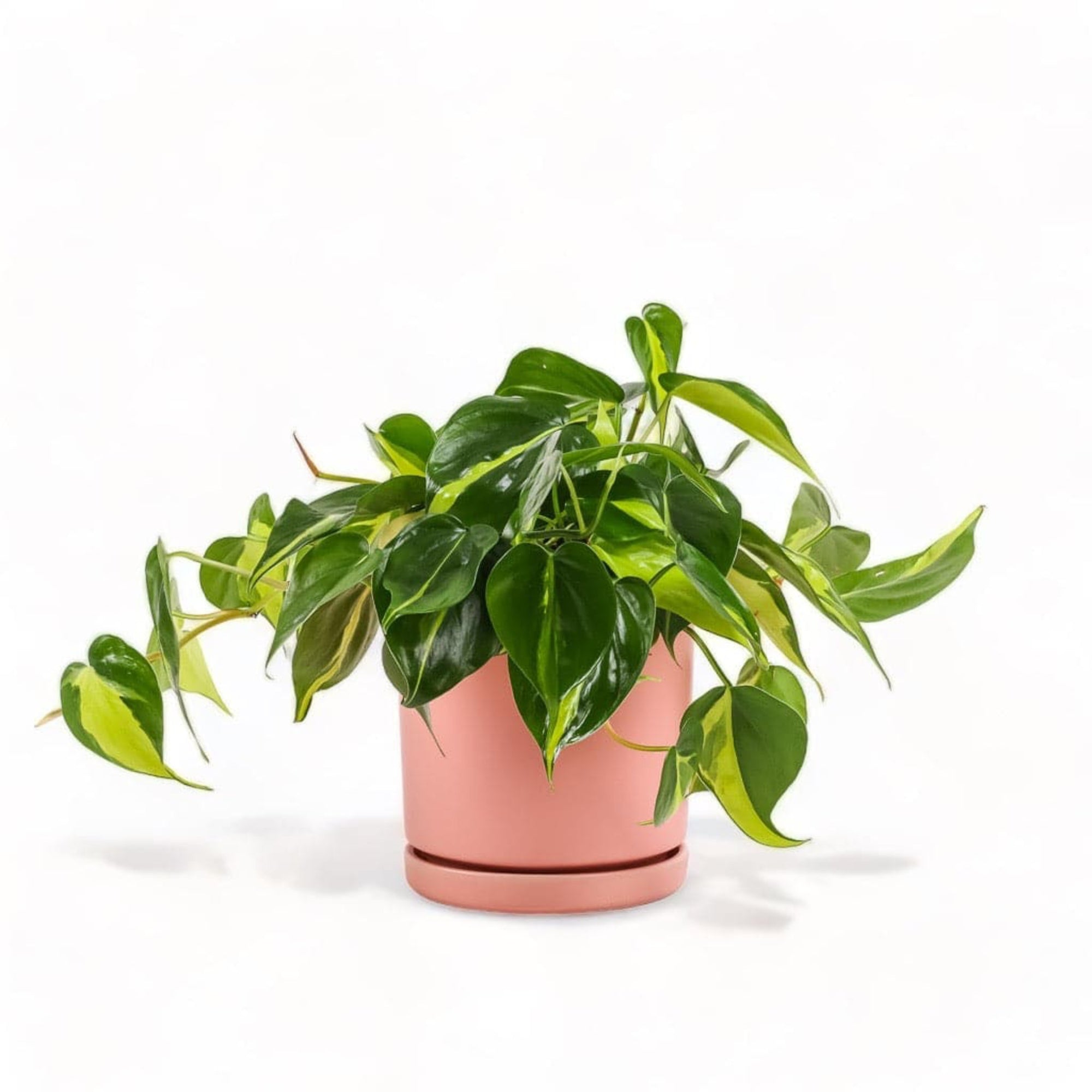 Medium Gemstone Potted Brasil Philodendron - Green Fresh Florals + Plants