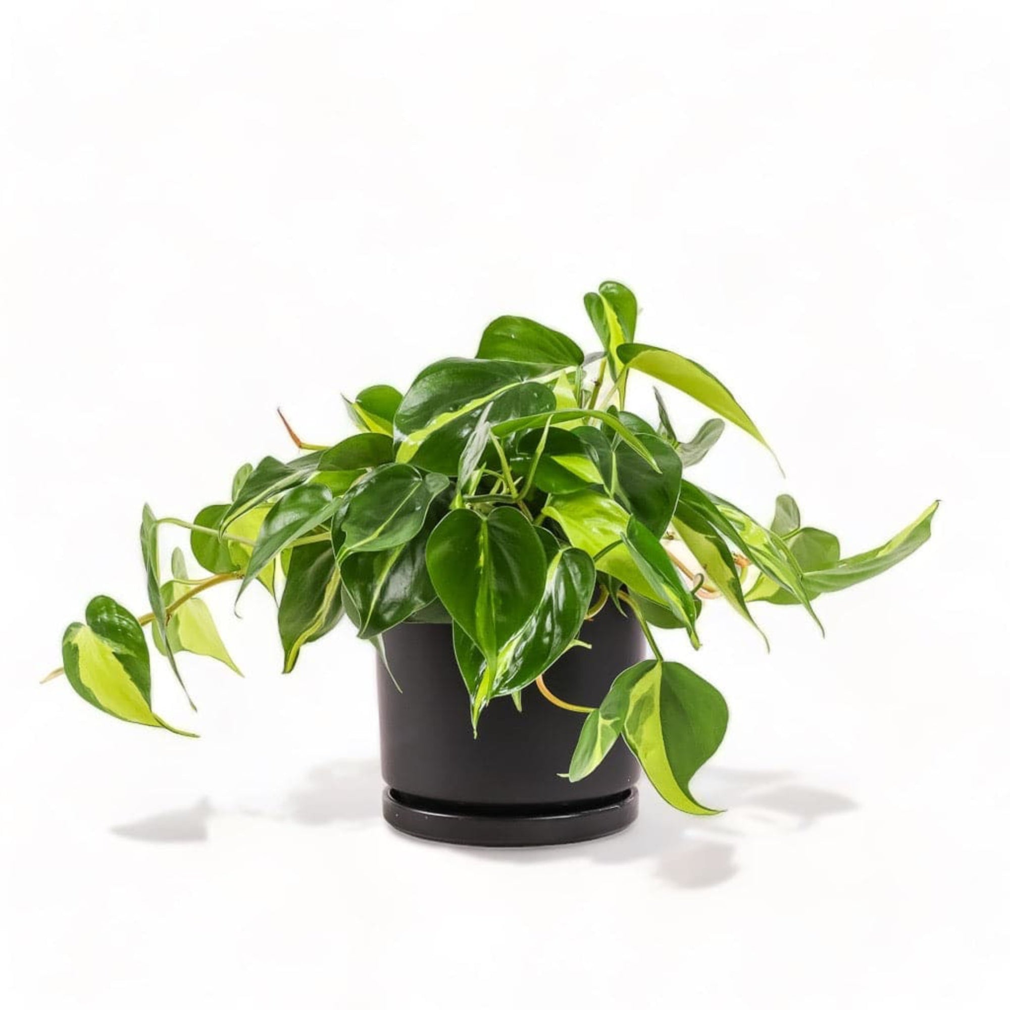 Medium Gemstone Potted Brasil Philodendron - Green Fresh Florals + Plants