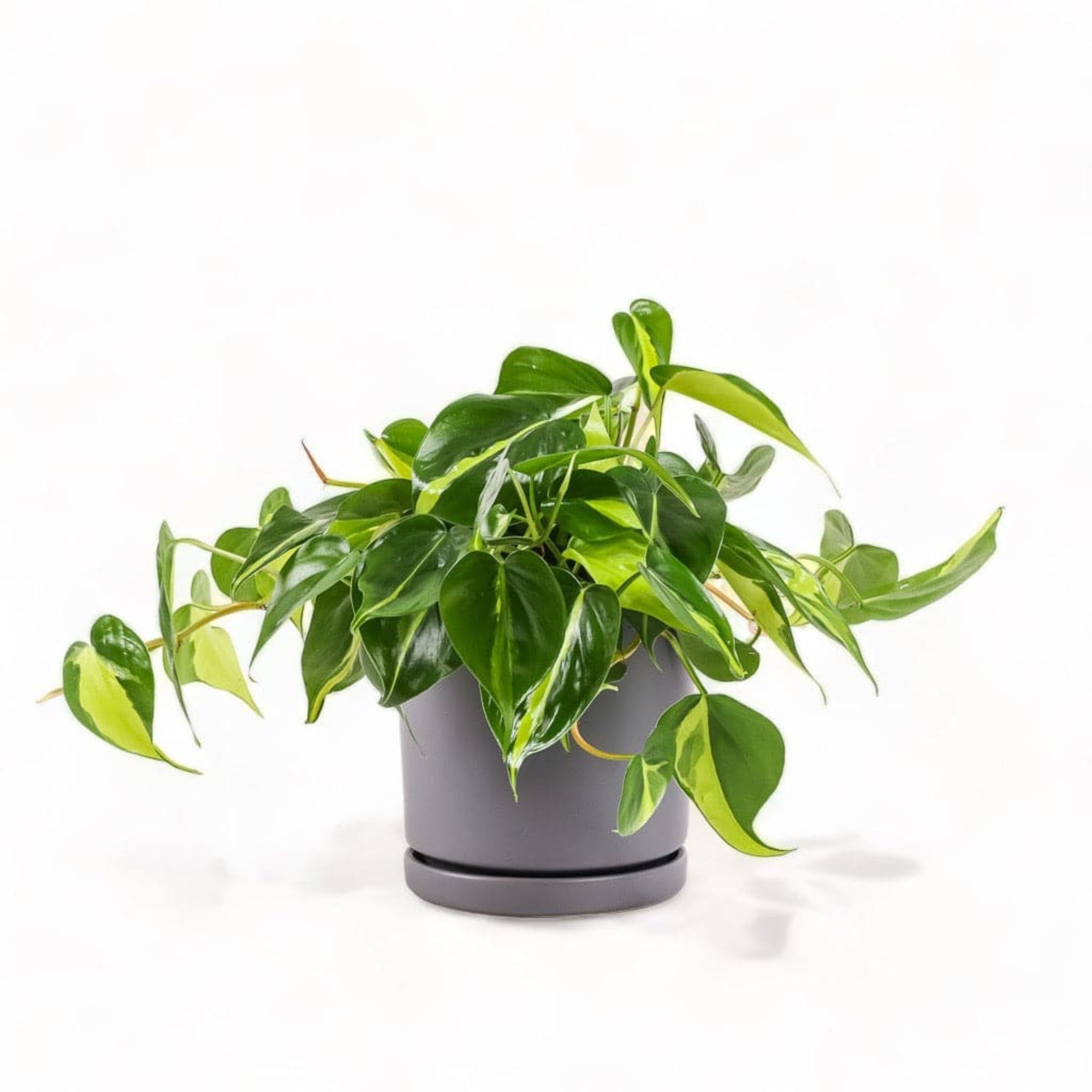 Medium Gemstone Potted Brasil Philodendron - Green Fresh Florals + Plants