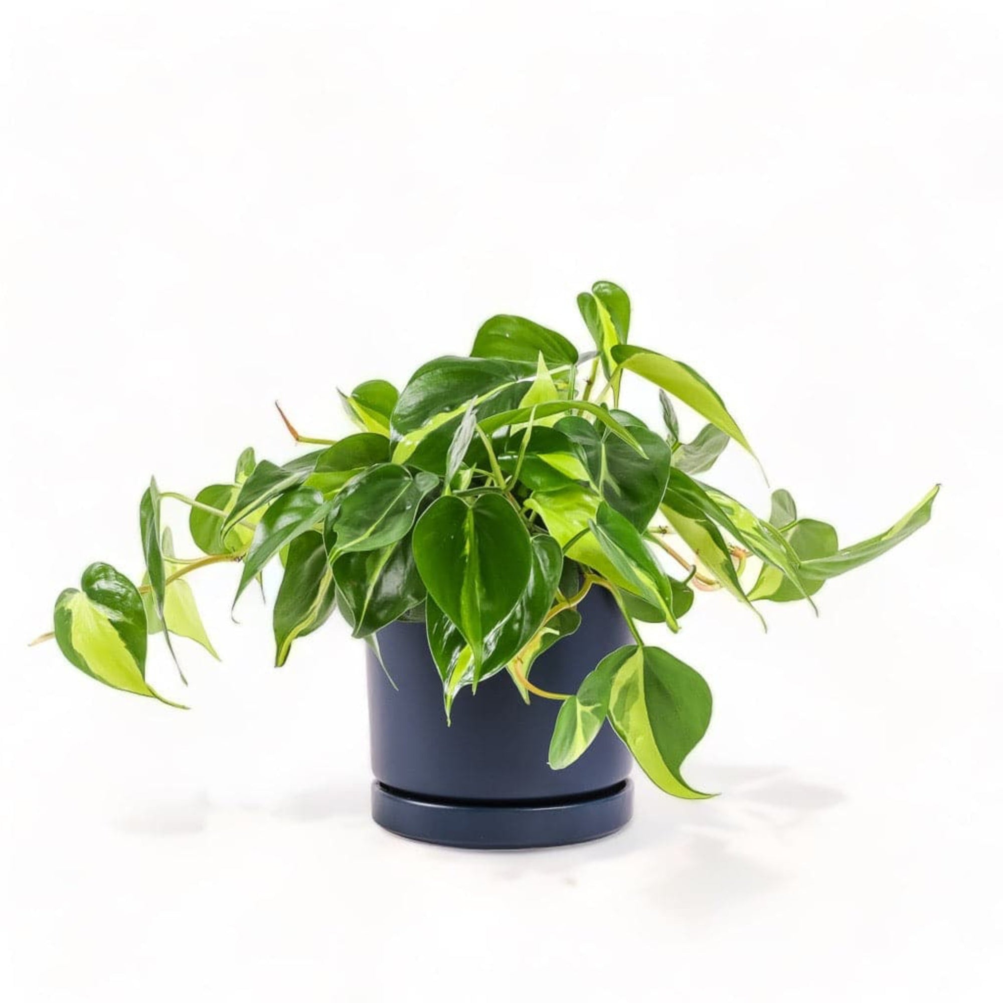 Medium Gemstone Potted Brasil Philodendron - Green Fresh Florals + Plants