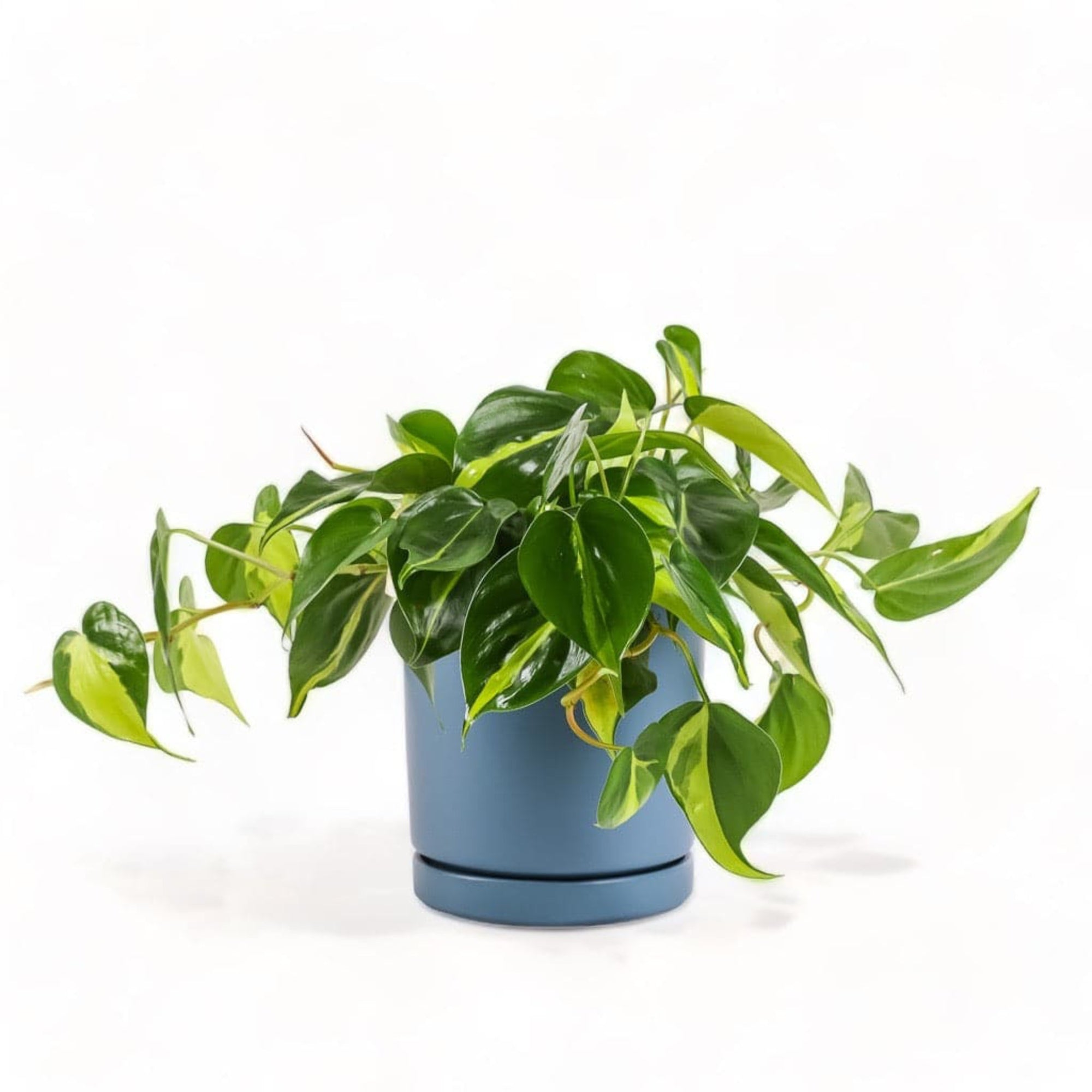 Medium Gemstone Potted Brasil Philodendron - Green Fresh Florals + Plants