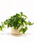 Medium Gemstone Potted Brasil Philodendron - Green Fresh Florals + Plants