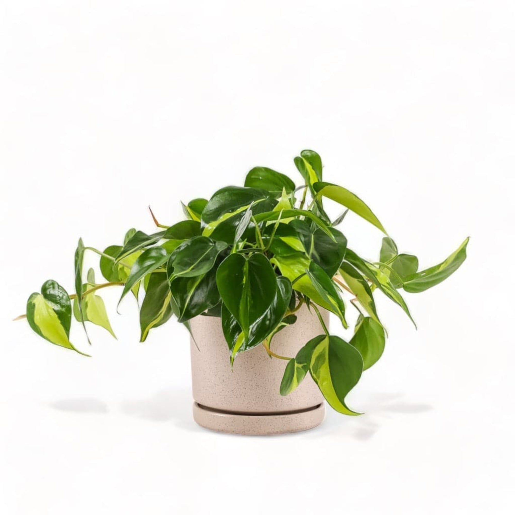 Medium Gemstone Potted Brasil Philodendron - Green Fresh Florals + Plants