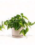 Medium Gemstone Potted Brasil Philodendron - Green Fresh Florals + Plants