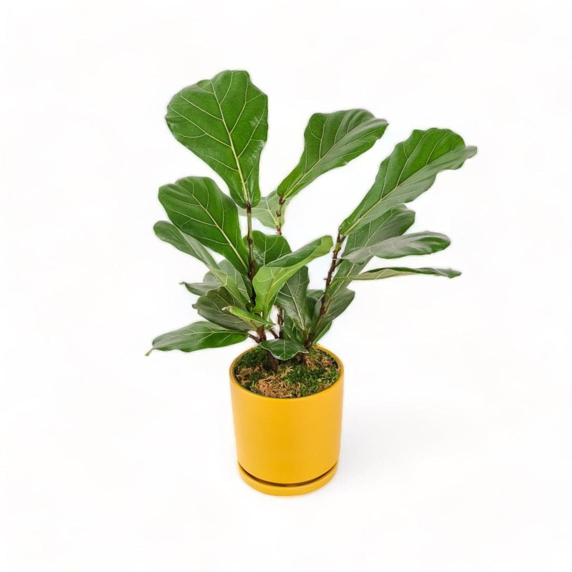 Medium Gemstone Potted Fiddle Leaf Fig - Green Fresh Florals + Plants