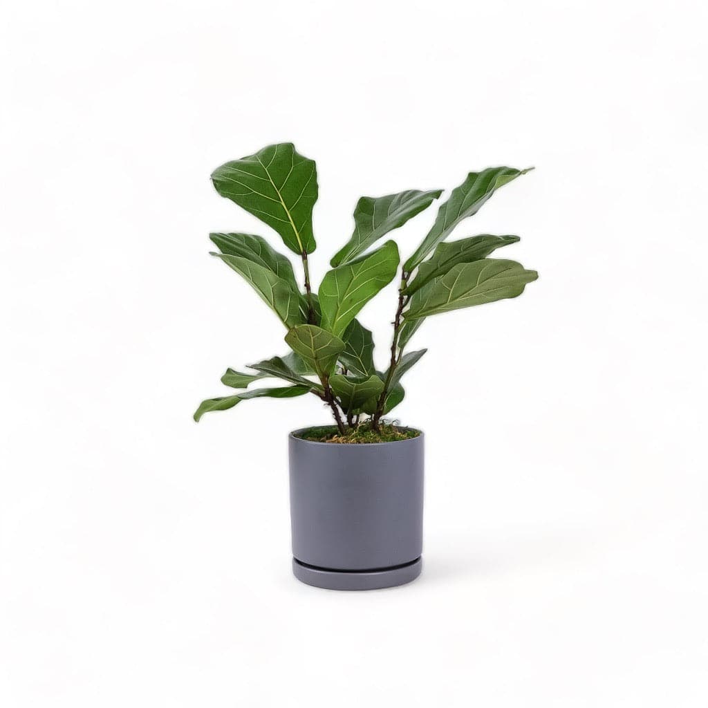 Medium Gemstone Potted Fiddle Leaf Fig - Green Fresh Florals + Plants