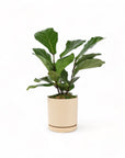 Medium Gemstone Potted Fiddle Leaf Fig - Green Fresh Florals + Plants