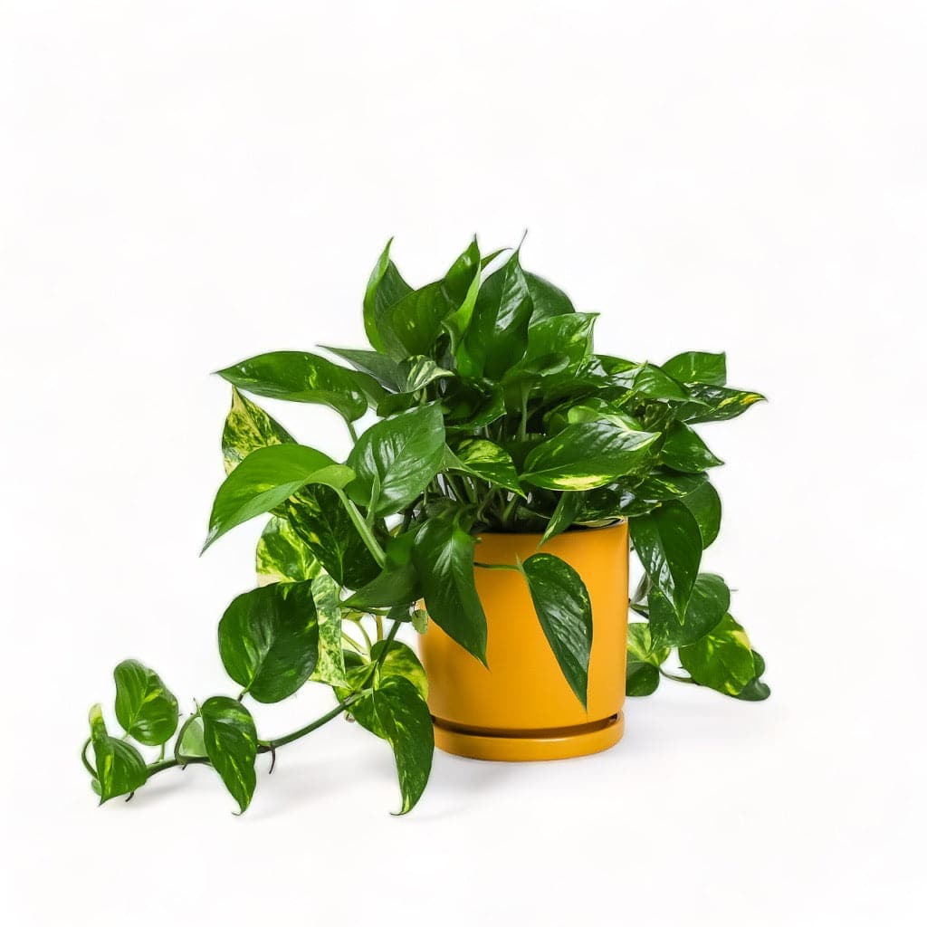 Medium Gemstone Potted Golden Pothos - Green Fresh Florals + Plants