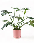 Medium Gemstone Potted Monstera Deliciosa - Green Fresh Florals + Plants