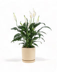 Medium Gemstone Potted Peace Lily - Green Fresh Florals + Plants