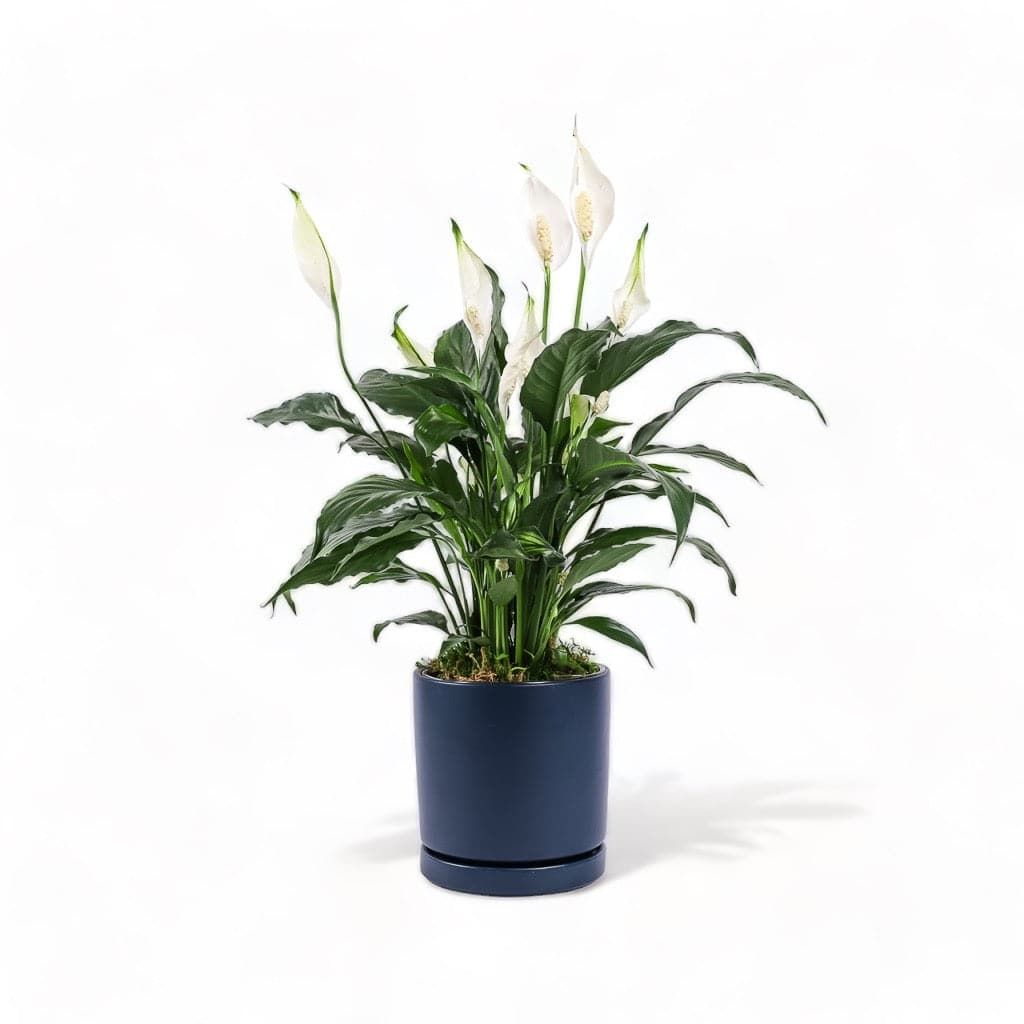 Medium Gemstone Potted Peace Lily - Green Fresh Florals + Plants