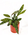 Medium Gemstone Potted Rattlesnake Calathea - Green Fresh Florals + Plants