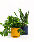 Medium Gemstone Potted Snake Plant - Green Fresh Florals + Plants