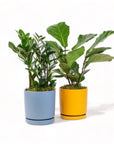 Medium Gemstone Potted ZZ Plant - Green Fresh Florals + Plants