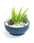 Midnight Blue Crystal Succulent Garden - Green Fresh Florals + Plants