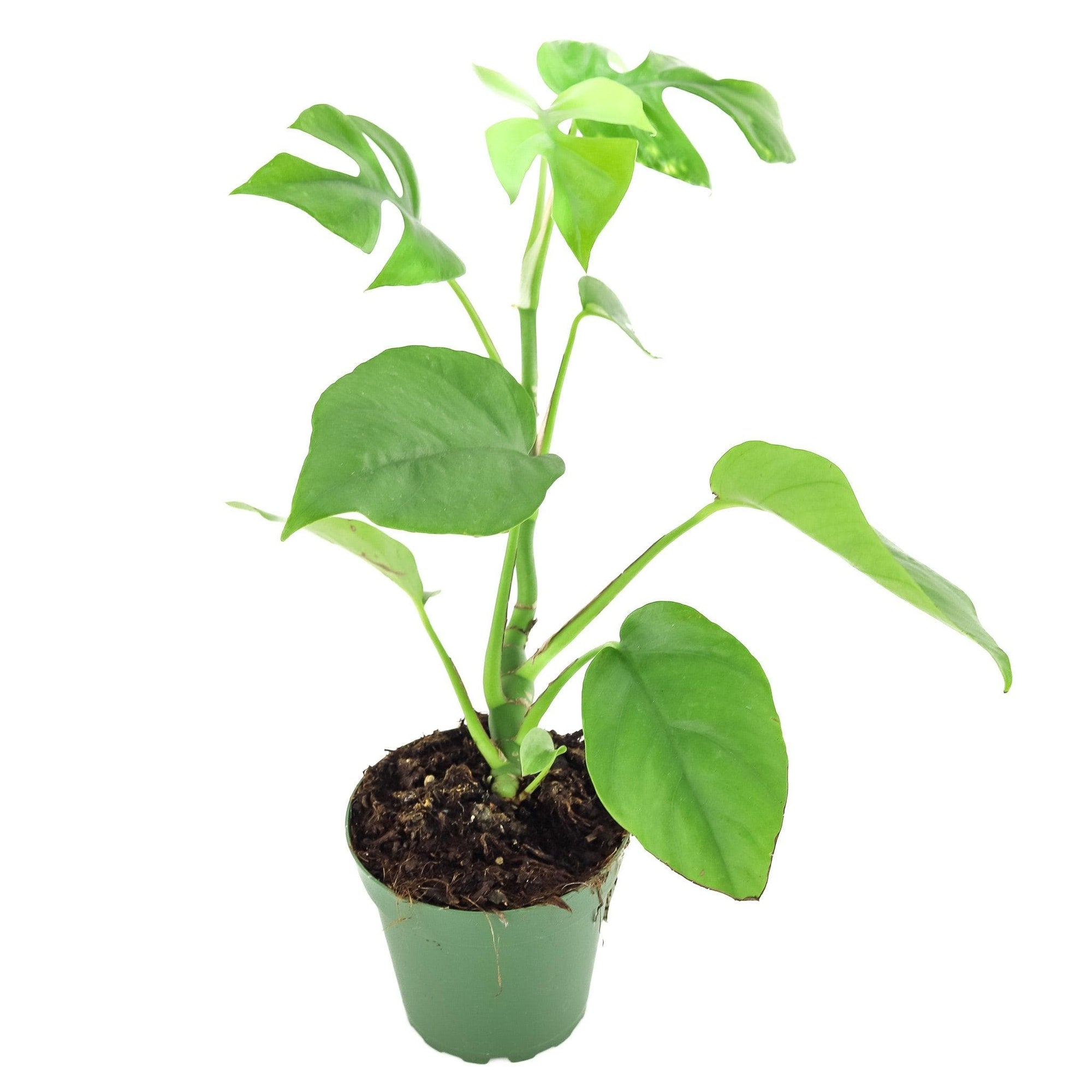 Mini Ginny Monstera - Green Fresh Florals + Plants