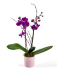 Mini Orchid Planting in Pink Pot - Green Fresh Florals + Plants