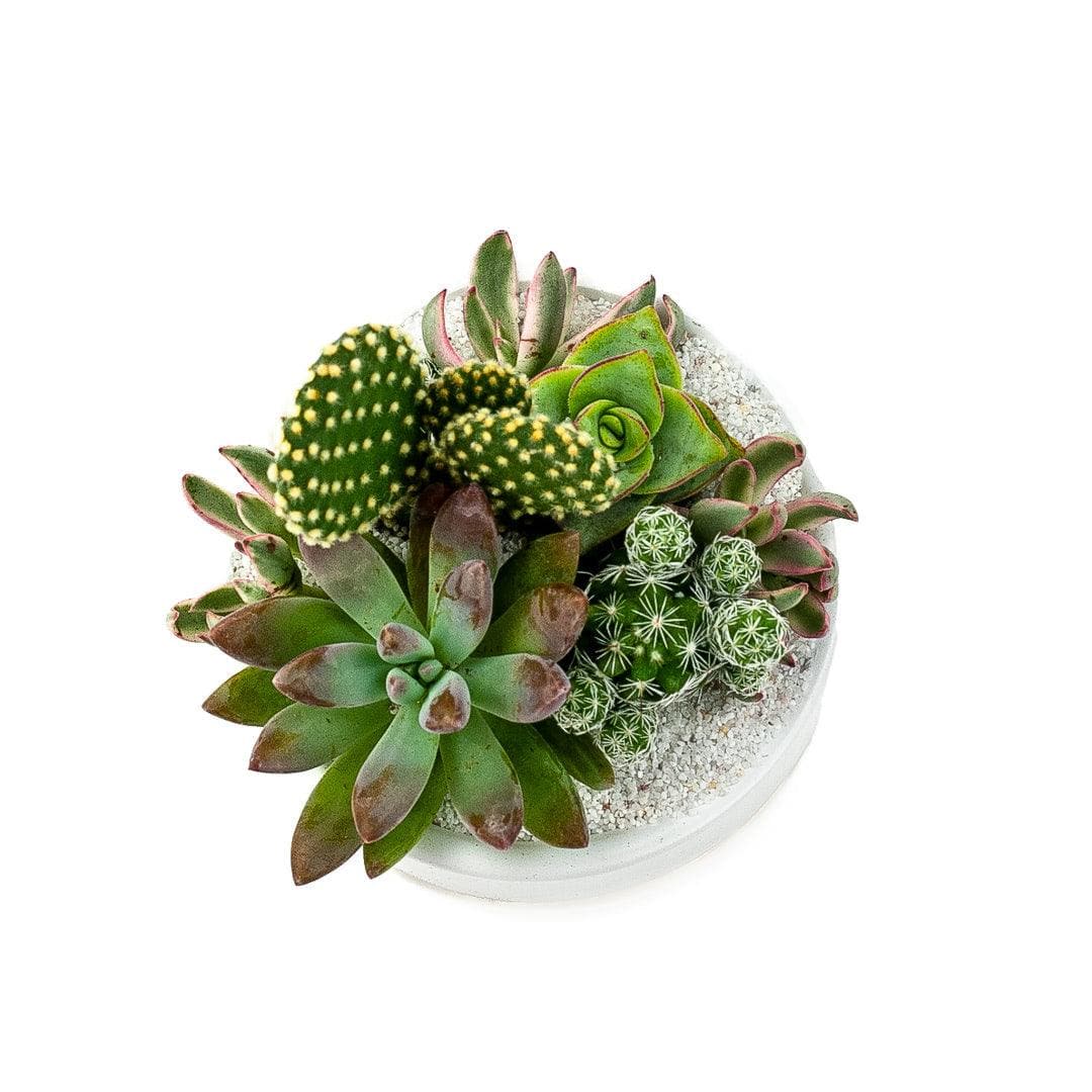 Mini Pop Desert Garden - Green Fresh Florals + Plants