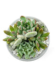 Mini Pop Desert Garden - Green Fresh Florals + Plants