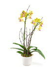 Mini Sunset Orchid Planting - Green Fresh Florals + Plants