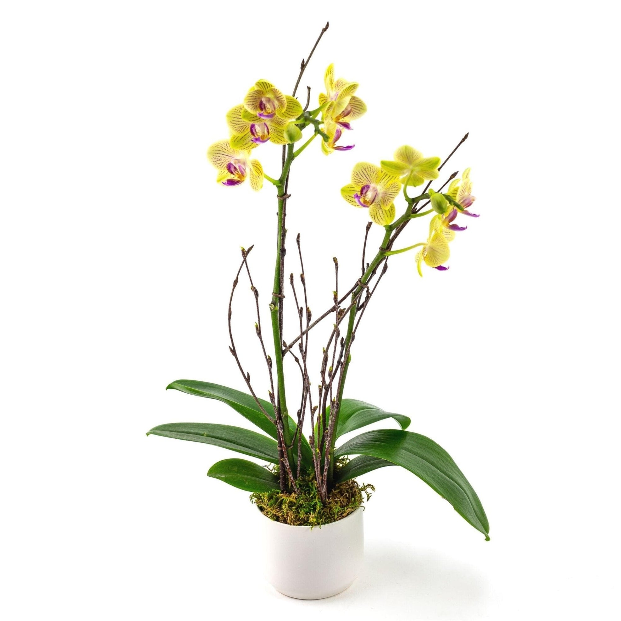 Mini Sunset Orchid Planting - Green Fresh Florals + Plants