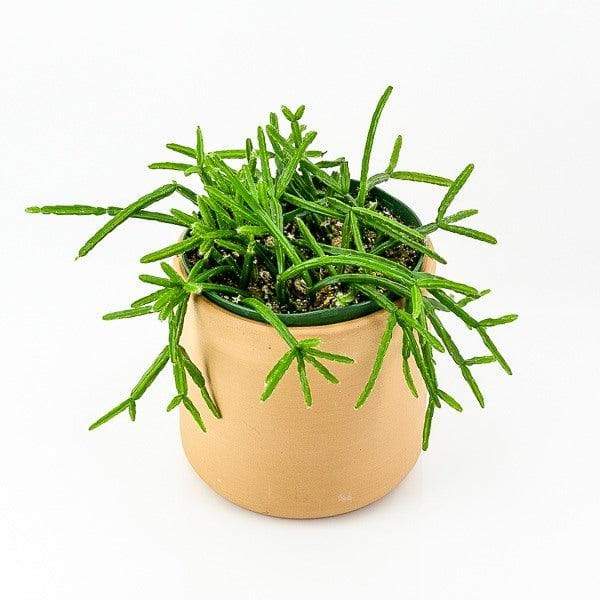 Mistletoe Cactus - Green Fresh Florals + Plants