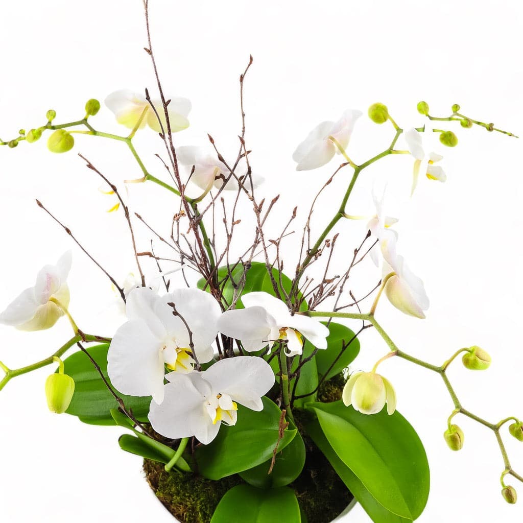 Modernist Orchid Planting - Green Fresh Florals + Plants