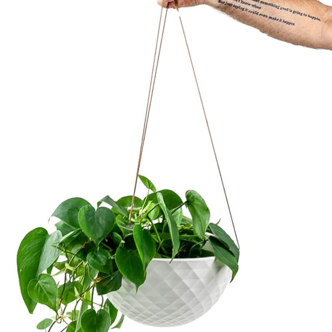 MOFO Geometric Hanging Dish Planter - Green Fresh Florals + Plants