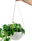 MOFO Geometric Hanging Dish Planter - Green Fresh Florals + Plants
