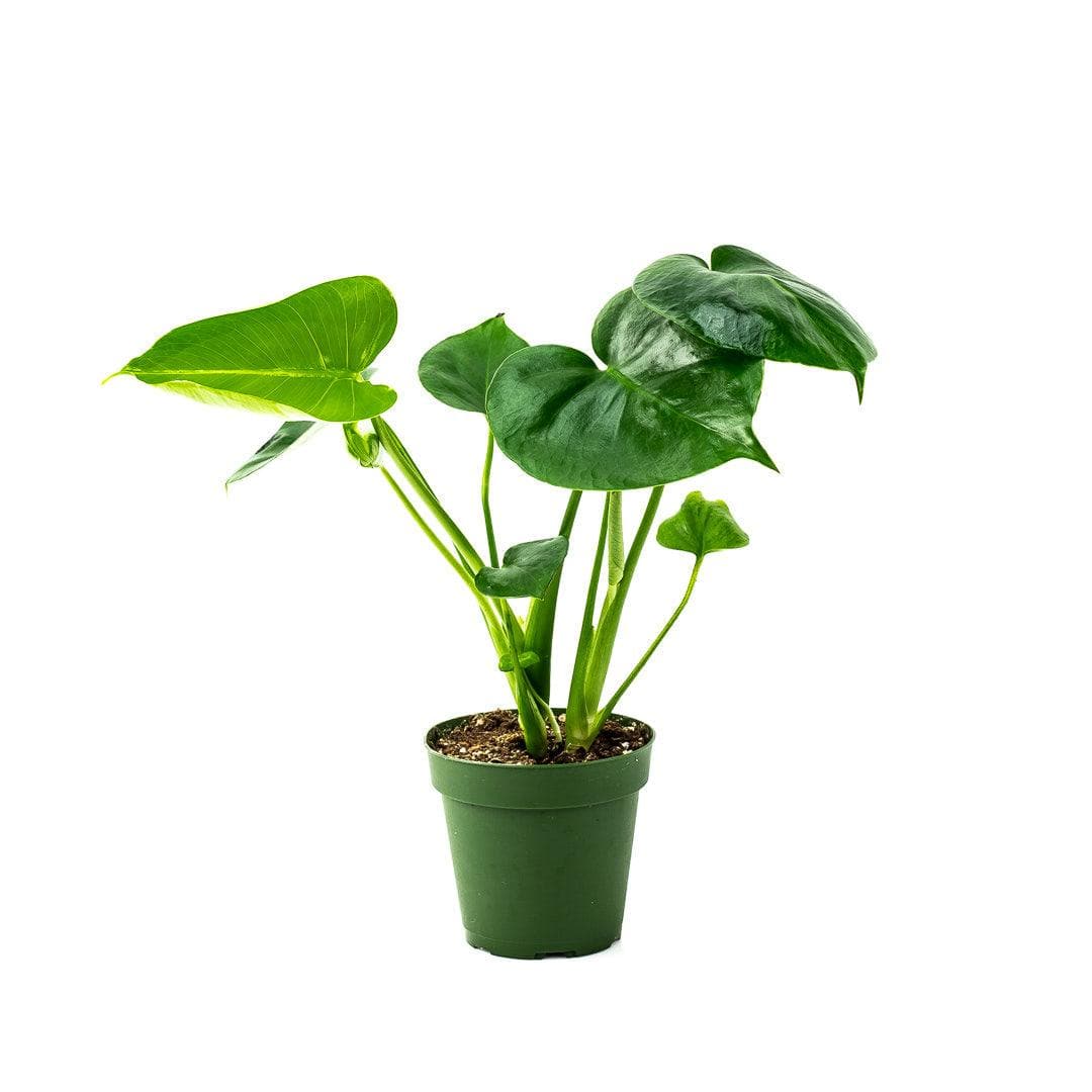 Monstera Deliciosa - Green Fresh Florals + Plants