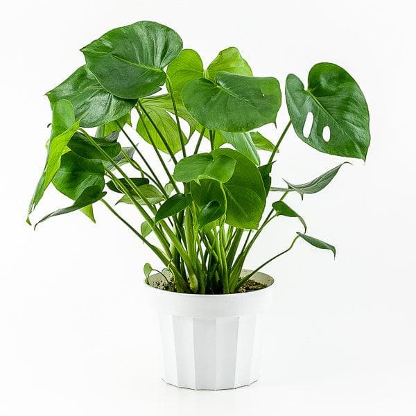 Monstera Deliciosa - Green Fresh Florals + Plants