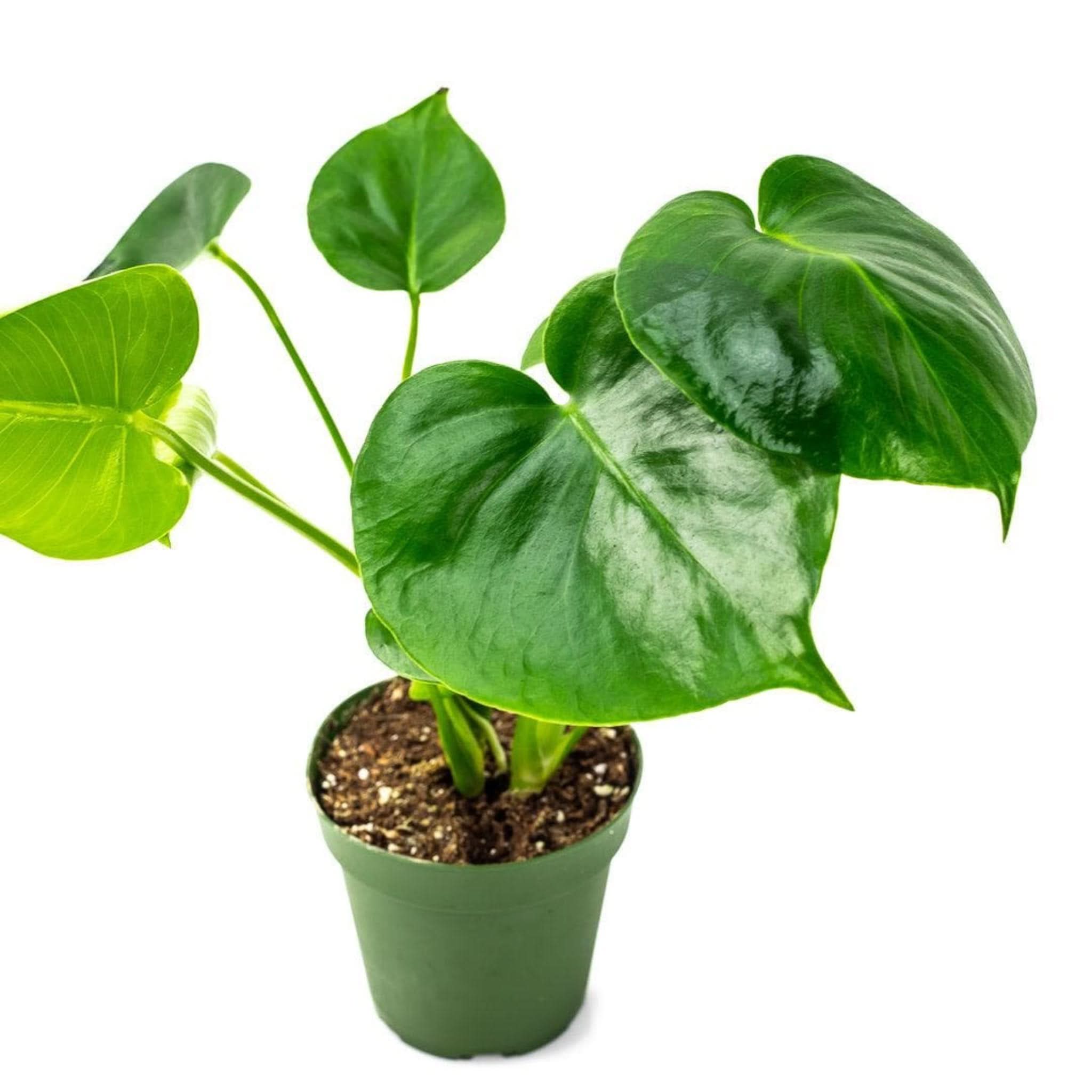 Monstera Deliciosa from Green Fresh Florals + Plants