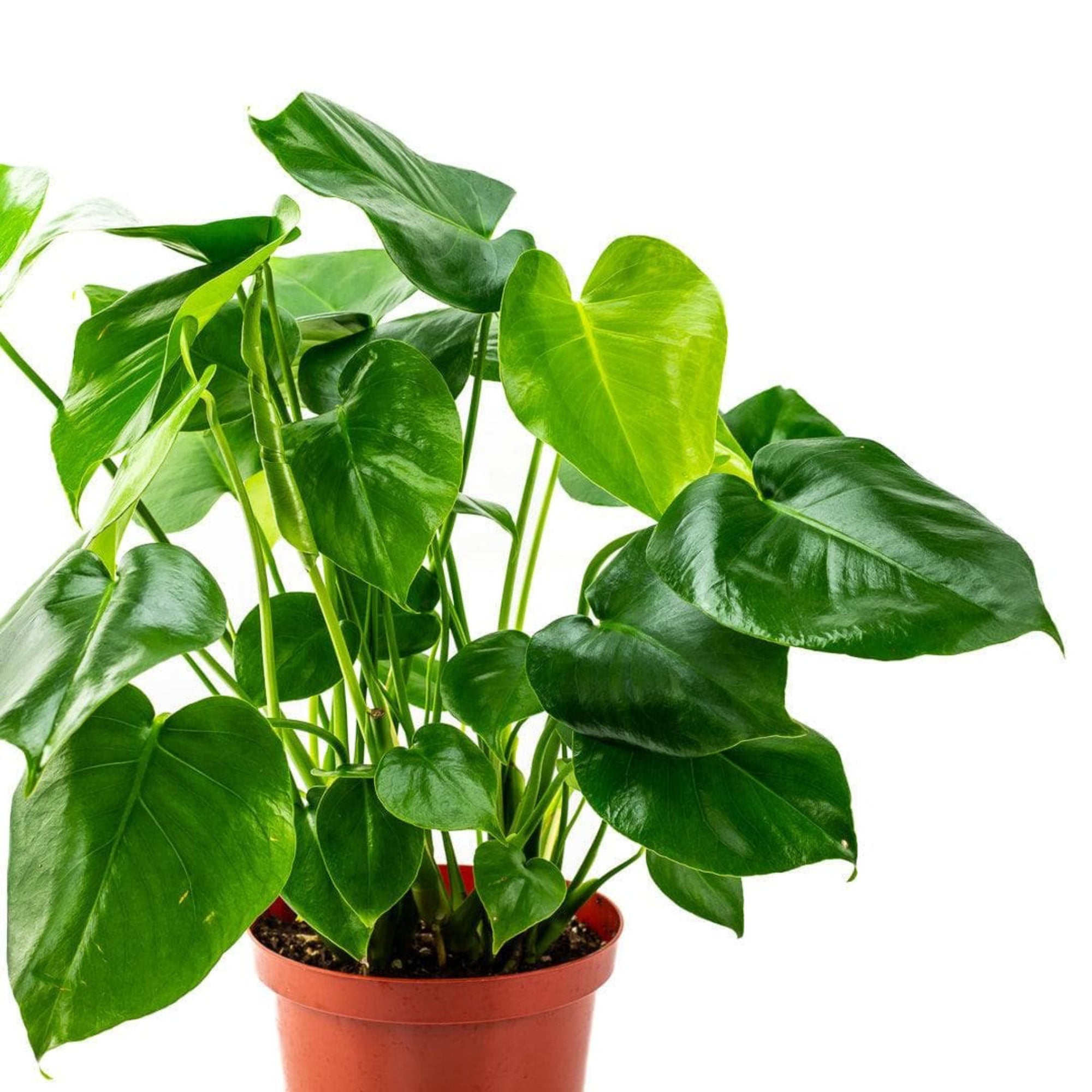 Monstera Deliciosa - Green Fresh Florals + Plants