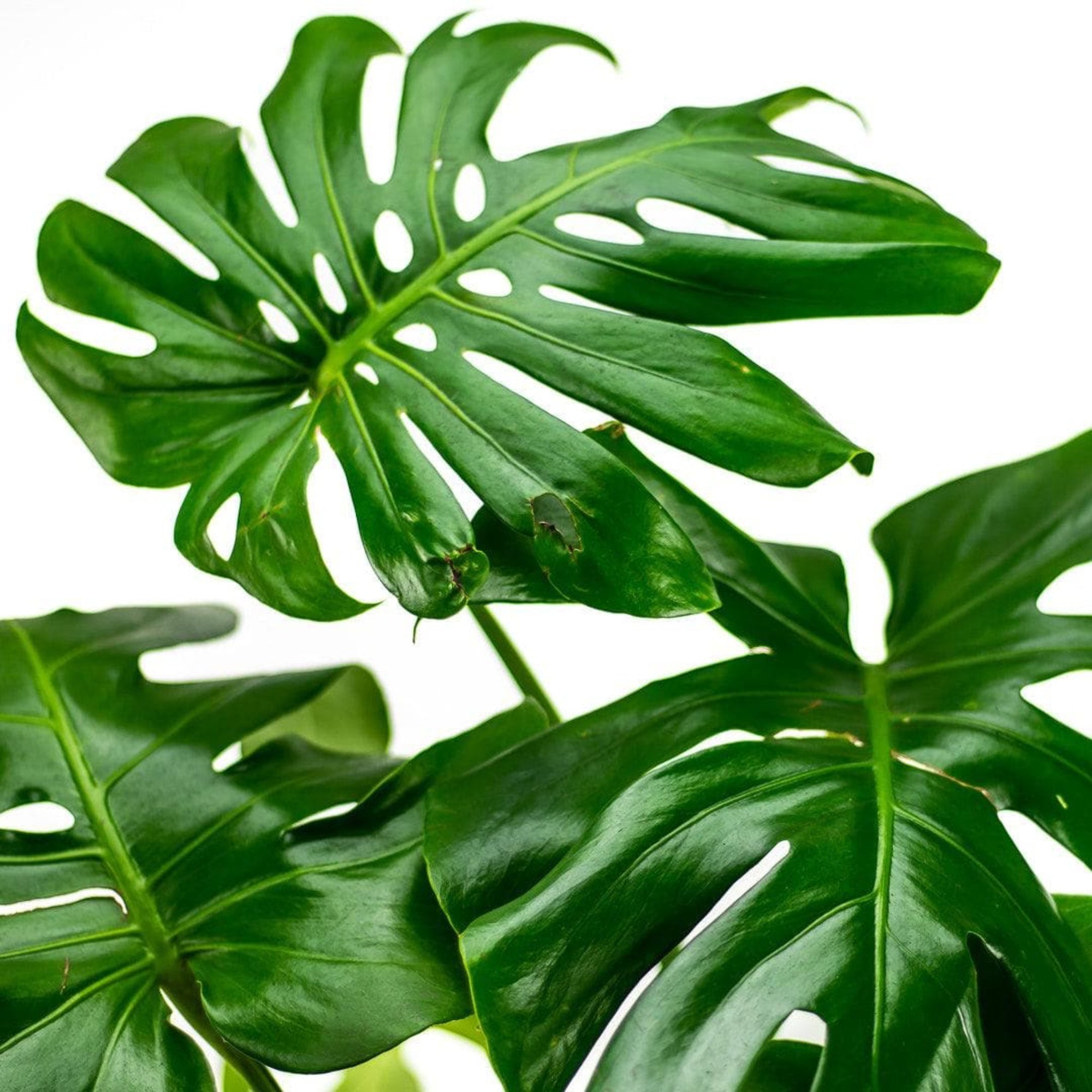 Monstera Deliciosa - Green Fresh Florals + Plants