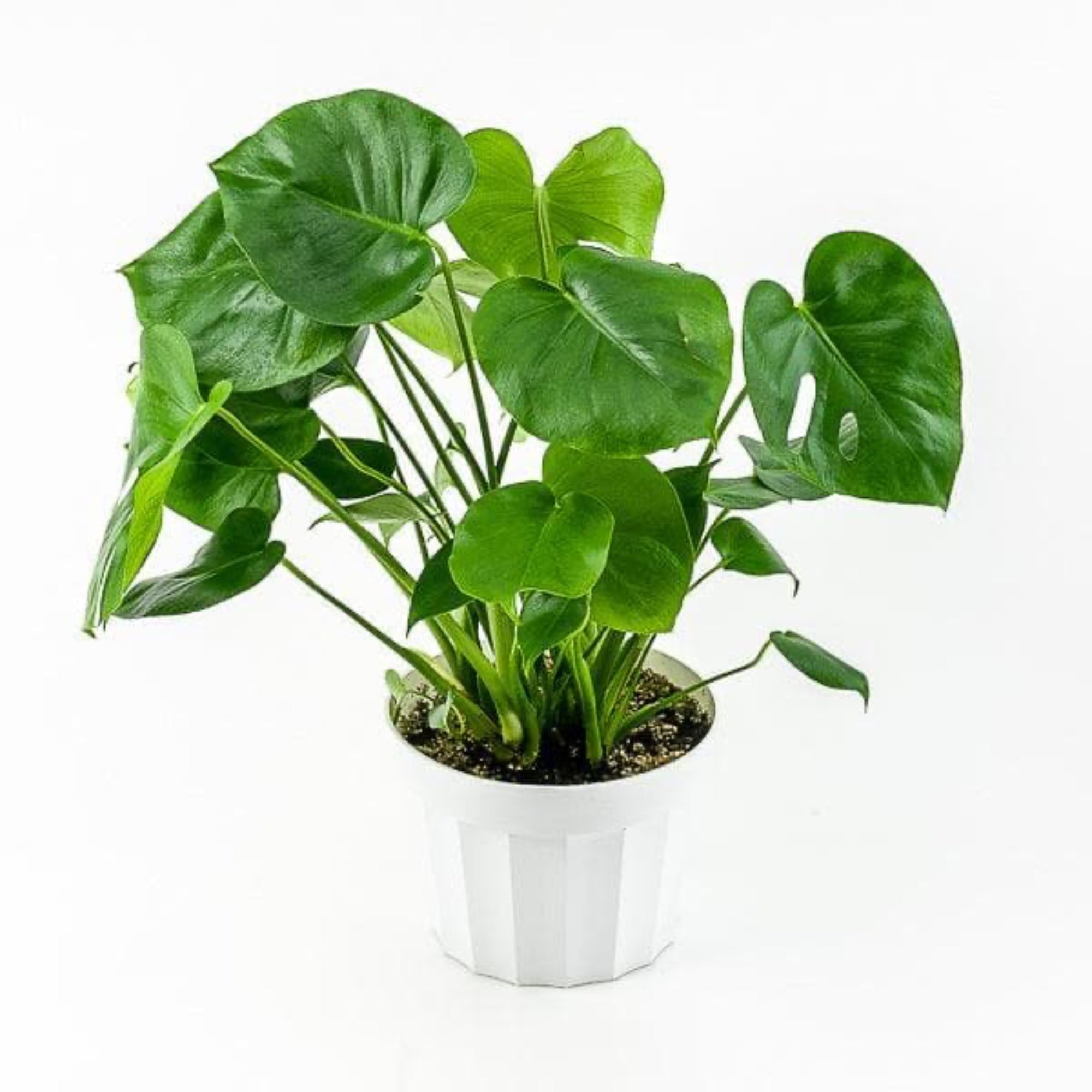 Monstera Deliciosa - Green Fresh Florals + Plants