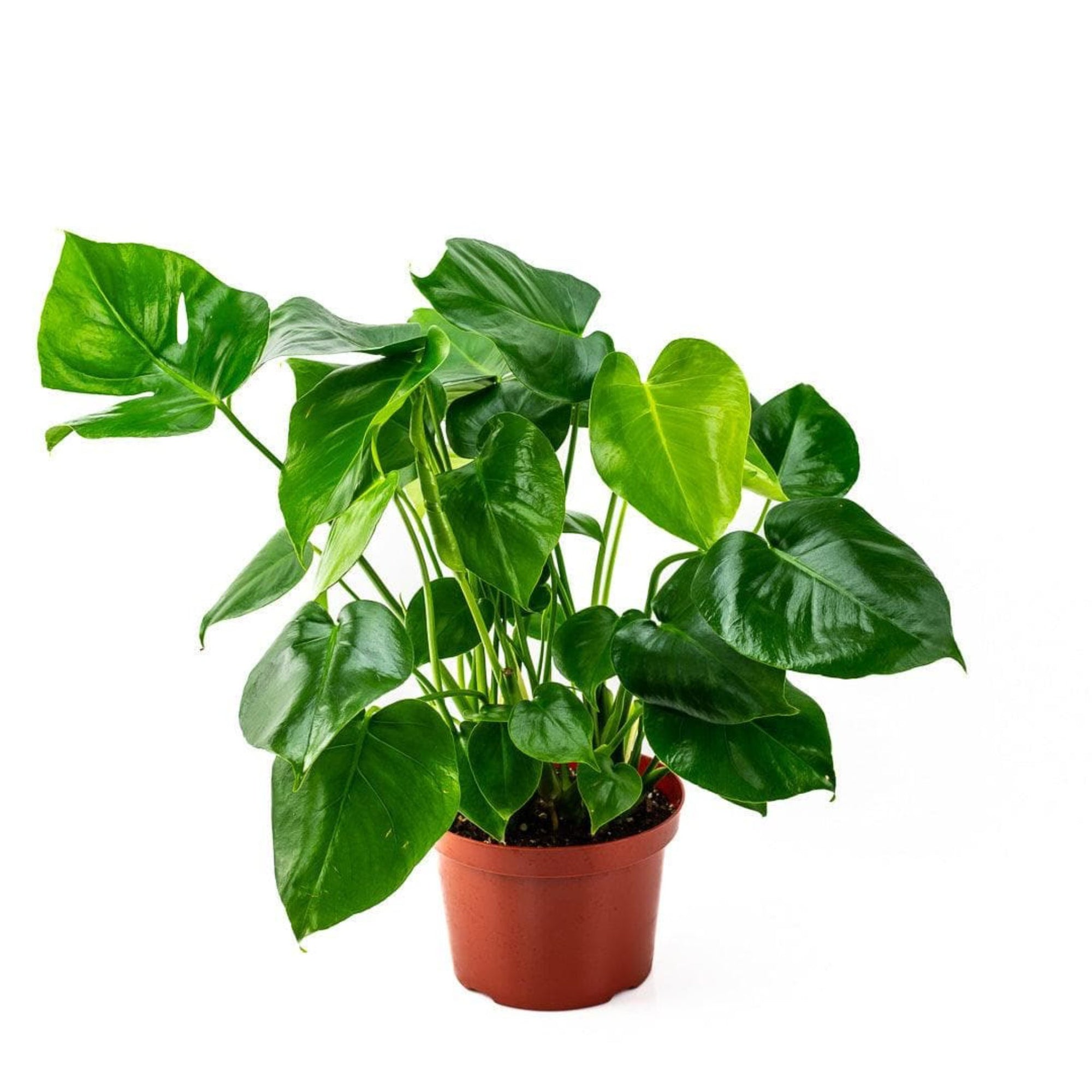 Monstera Deliciosa - Green Fresh Florals + Plants