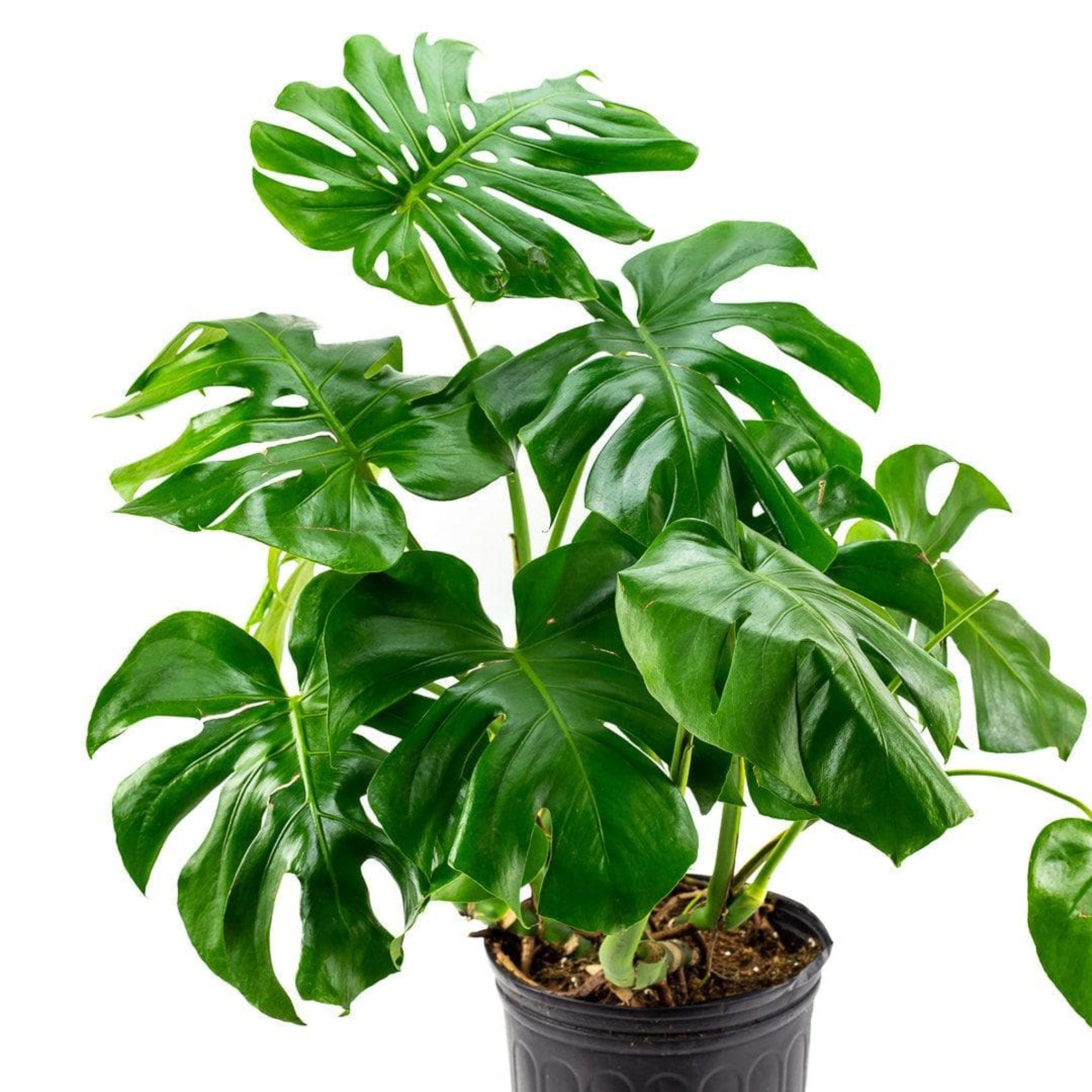 Monstera Deliciosa - Green Fresh Florals + Plants