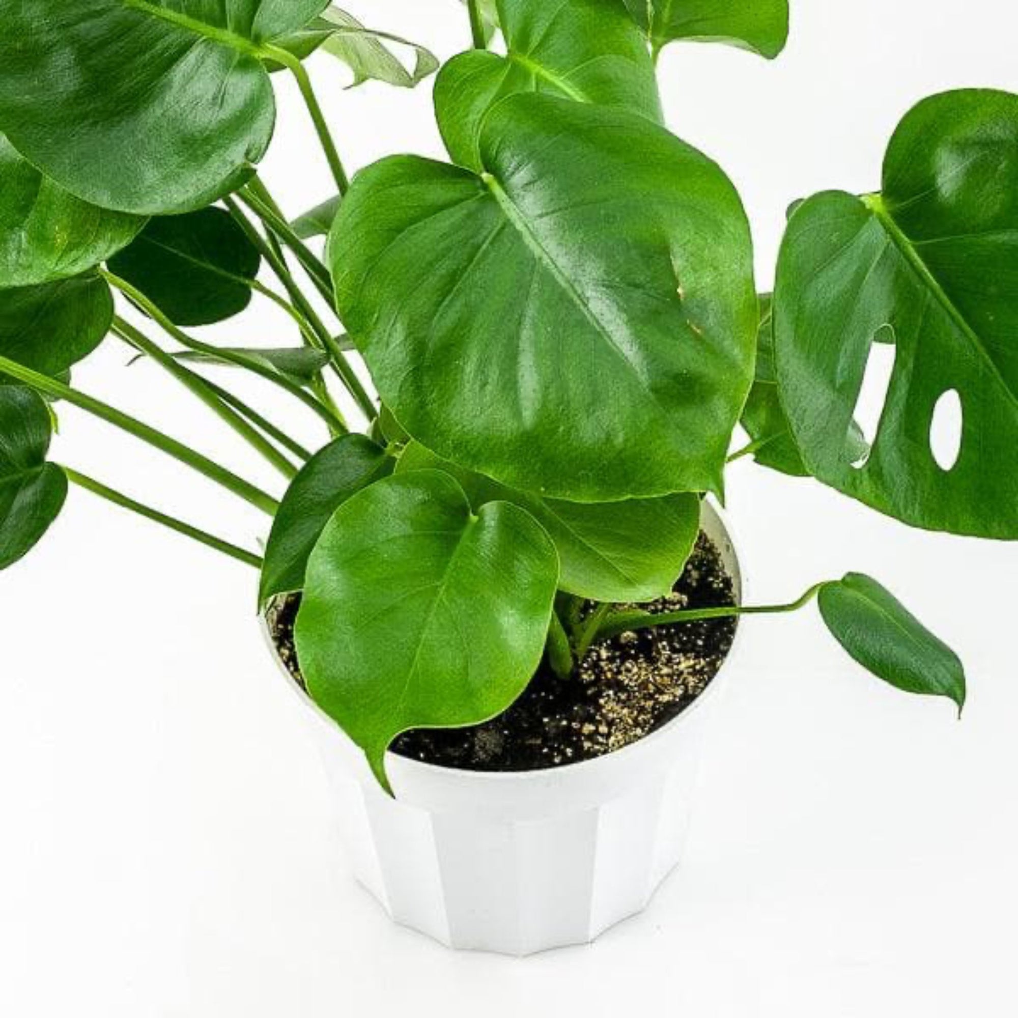 Monstera Deliciosa - Green Fresh Florals + Plants