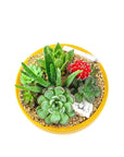 Mustard Crystal Succulent Garden - Green Fresh Florals + Plants